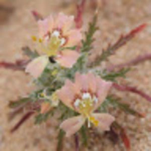 Meet your Posher, Liz